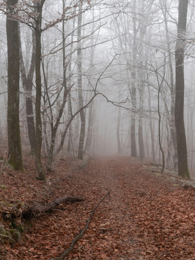 Image of misty forest.